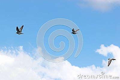 Pigeon birds on blue sky Stock Photo